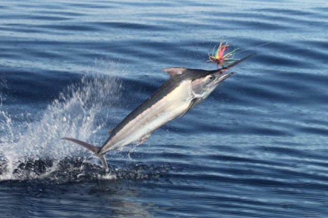 Nice little Black Marlin performed for punters on the Mahi Mahi 11 during the week